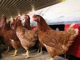 مزرعة الدجاج البيّاض 🐔